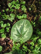 Image of Cyclamen coum Miller