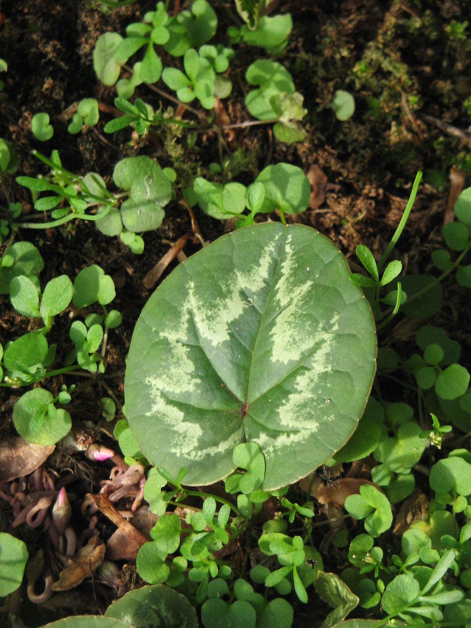 Image of Cyclamen coum Miller