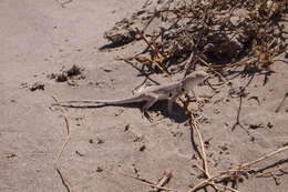 Image of Fringe-toed Sand Lizard