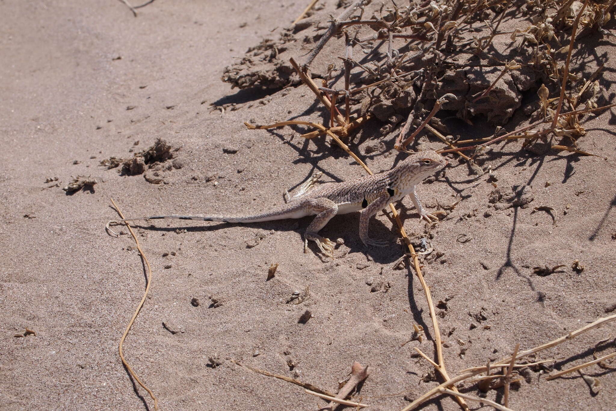 Image of Fringe-toed Sand Lizard