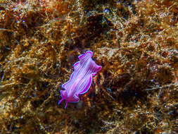 Image of pink flatworm