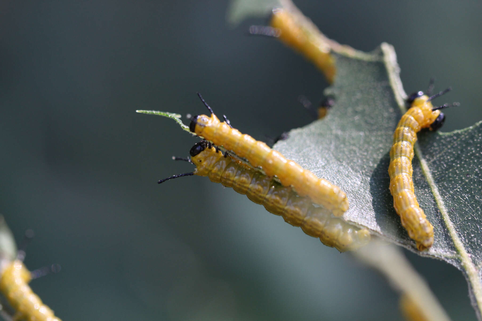 Image of Orange-tipped oakworm moth