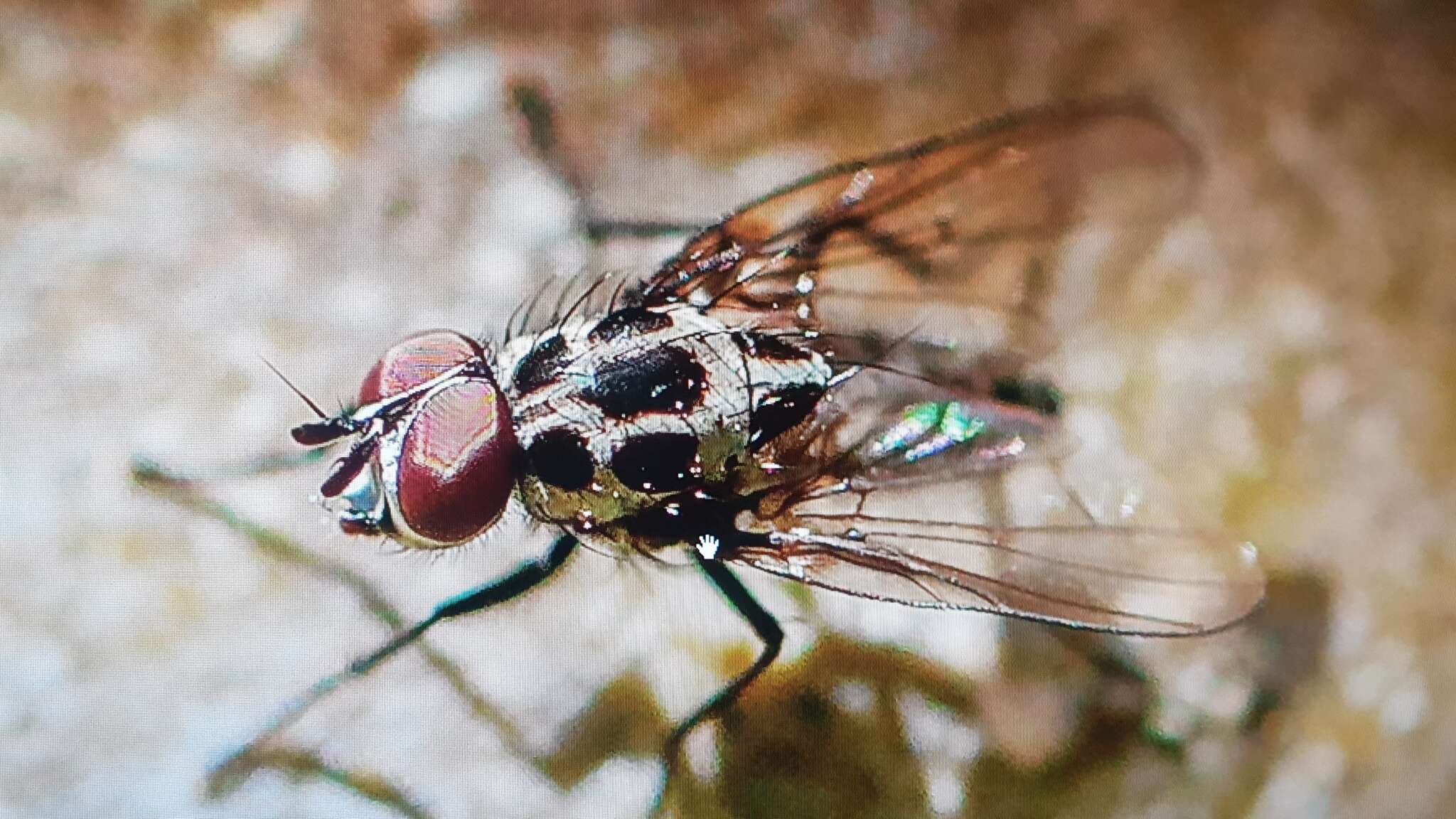 Image of Anthomyia procellaris Rondani 1866