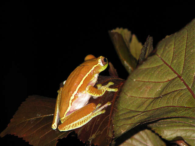 Image of Boulenger's Tree Frog