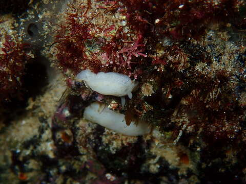 Imagem de Cadlina tasmanica Rudman 1990