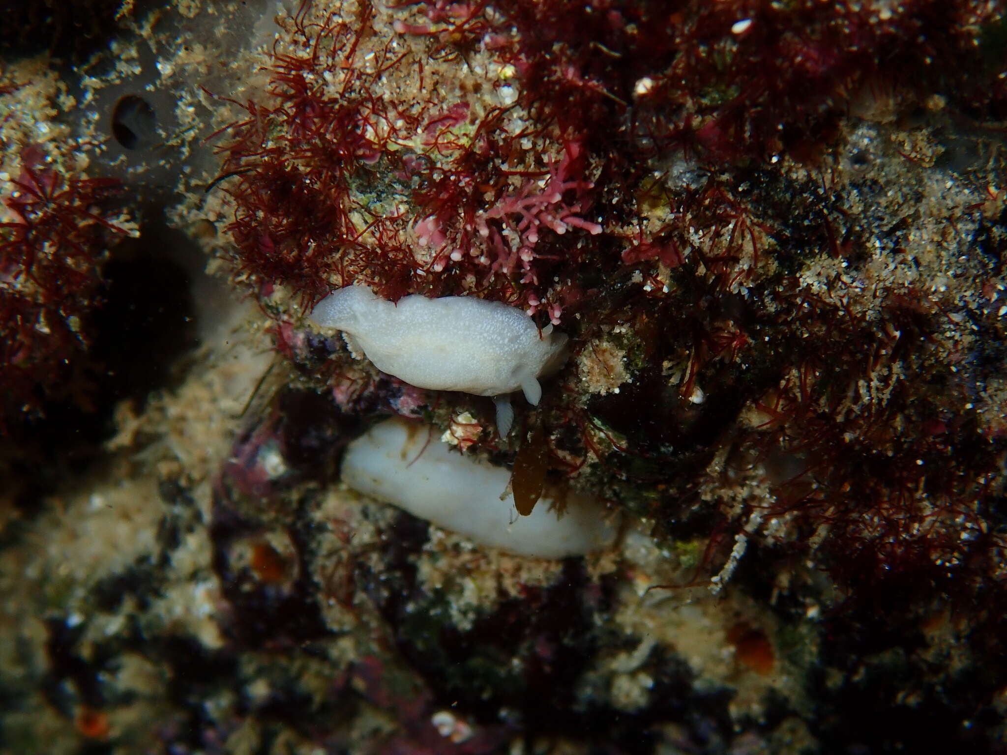 Image of Cadlina tasmanica Rudman 1990