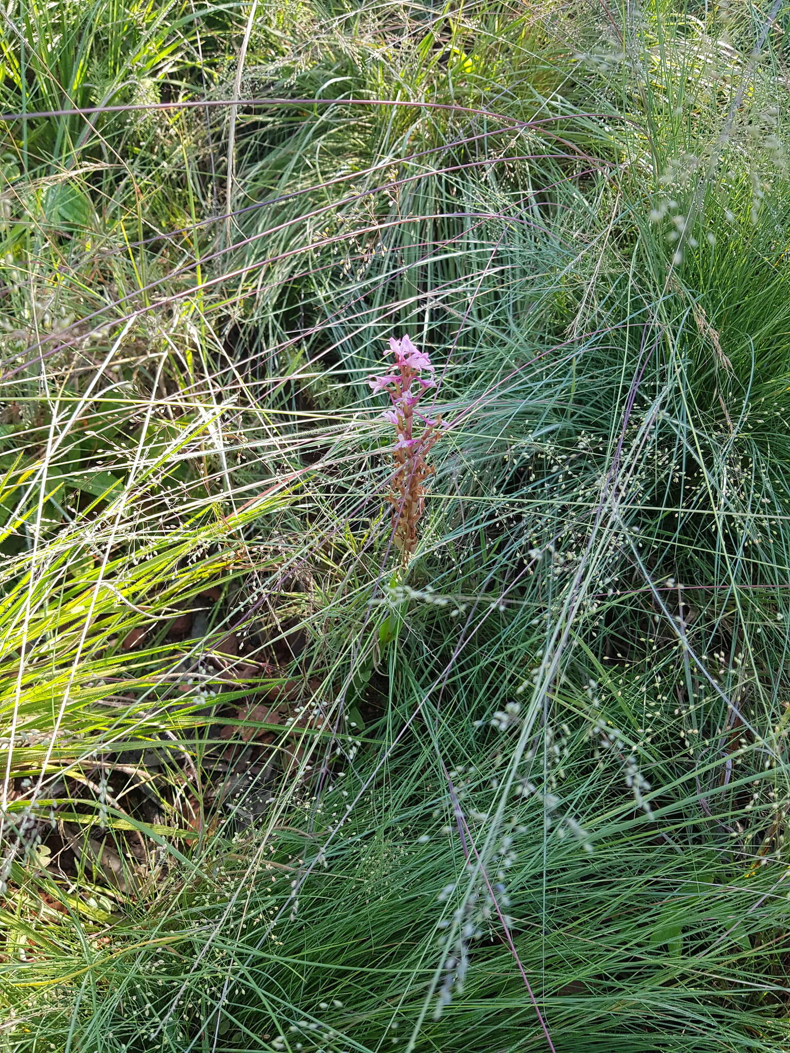 Image of Disa patula var. transvaalensis Summerh.