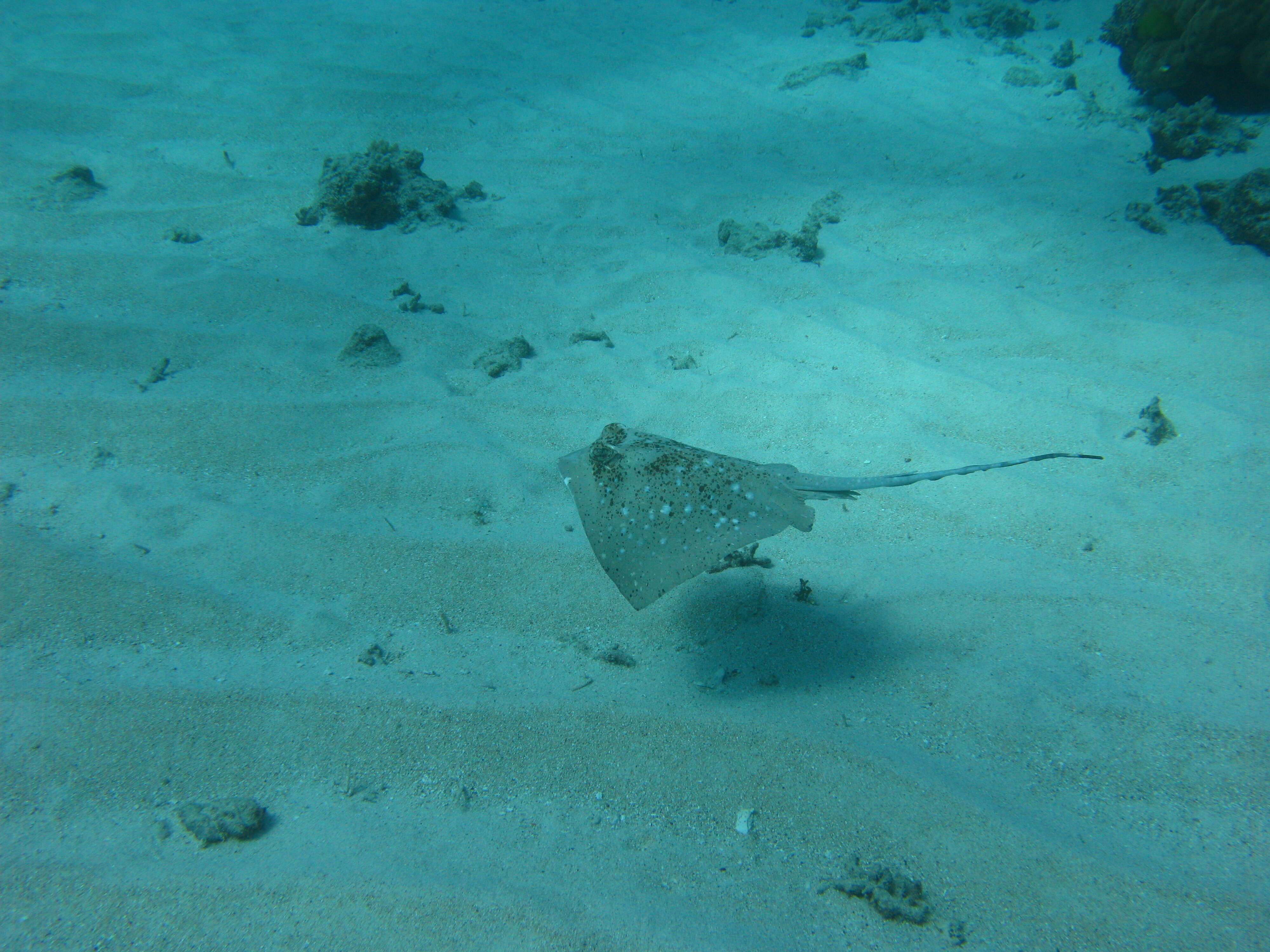 Image of Bluespotted Maskray