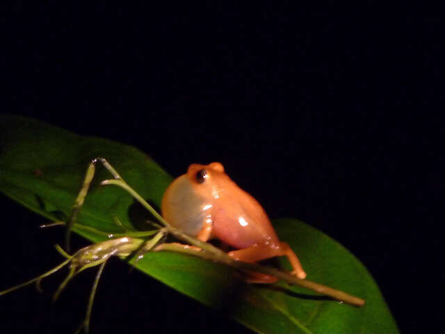 Image of Coorg Yellow Bush Frog