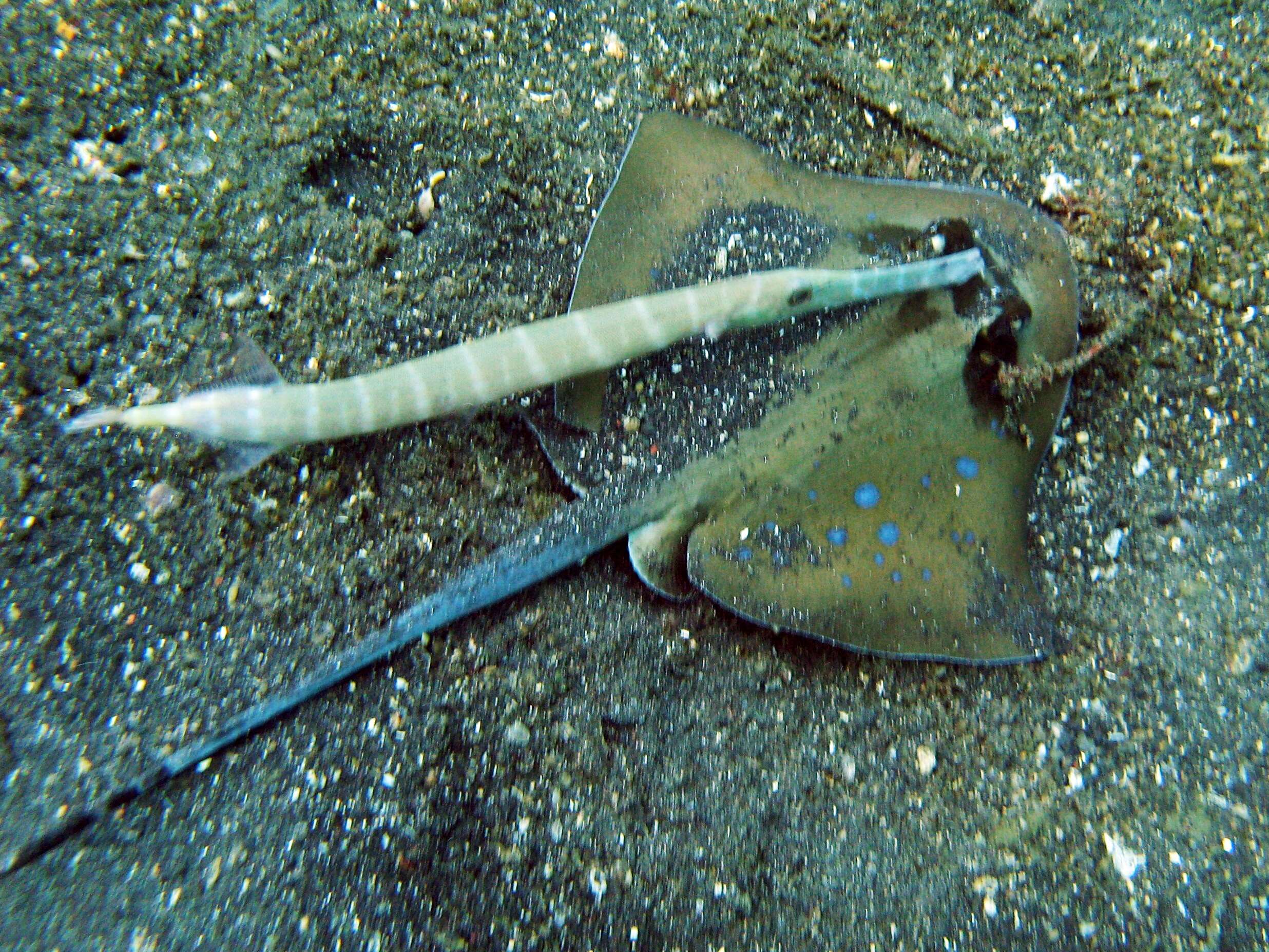 Image of Bluespotted Maskray