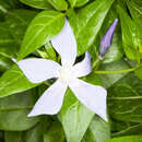 Plancia ëd Vinca difformis subsp. sardoa Stearn