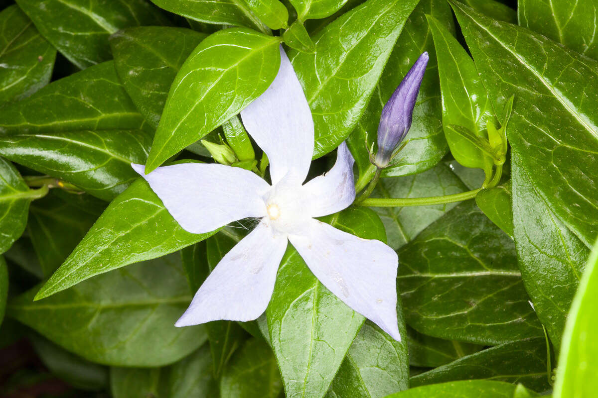 Image of Vinca difformis subsp. sardoa Stearn