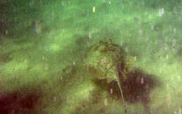 Image of Ningaloo Maskray