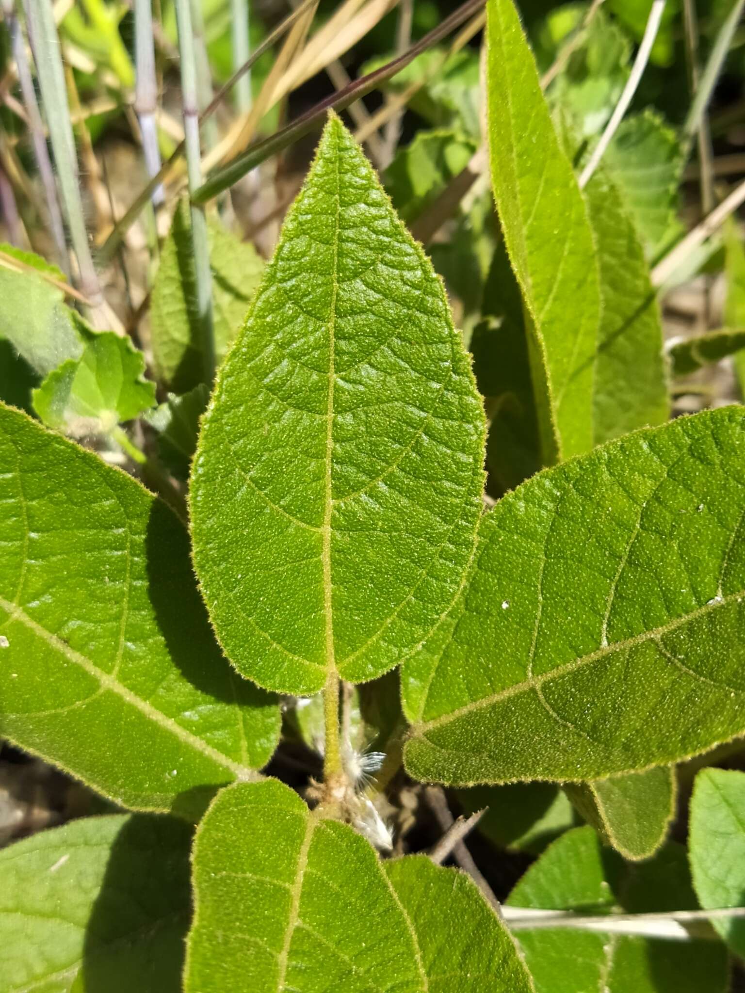 Image of Croton crassifolius Geiseler