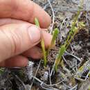 Image of Brownseya serpentina (Kunze) Li Bing Zhang, L. D. Sheph., D. K. Chen, X. M. Zhou & H. He