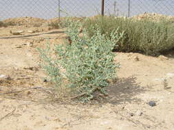 Image de Atriplex polycarpa (Torr.) S. Wats.