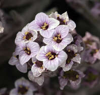 Image of alpine false candytuft