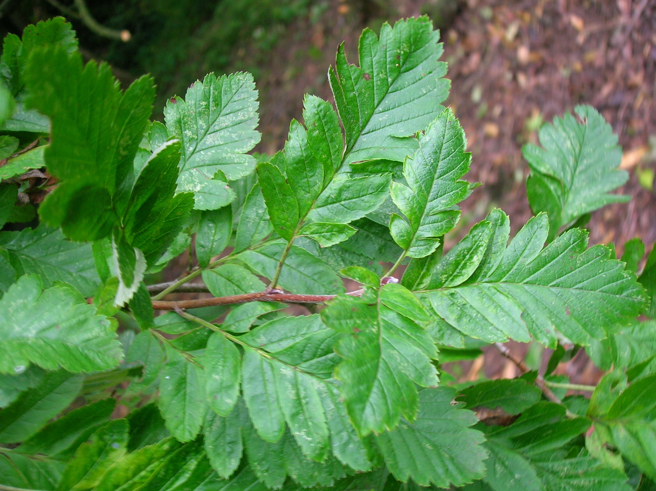 Image of Arran Cut-leaved Whitebeam