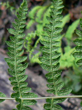 Image of Marsh Fern