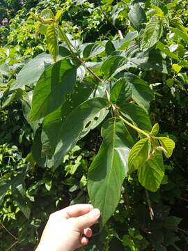 Image of Cordia panamensis Riley