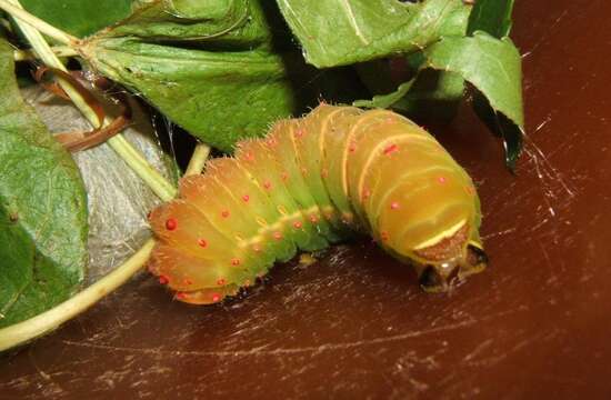 Image of Luna Moth