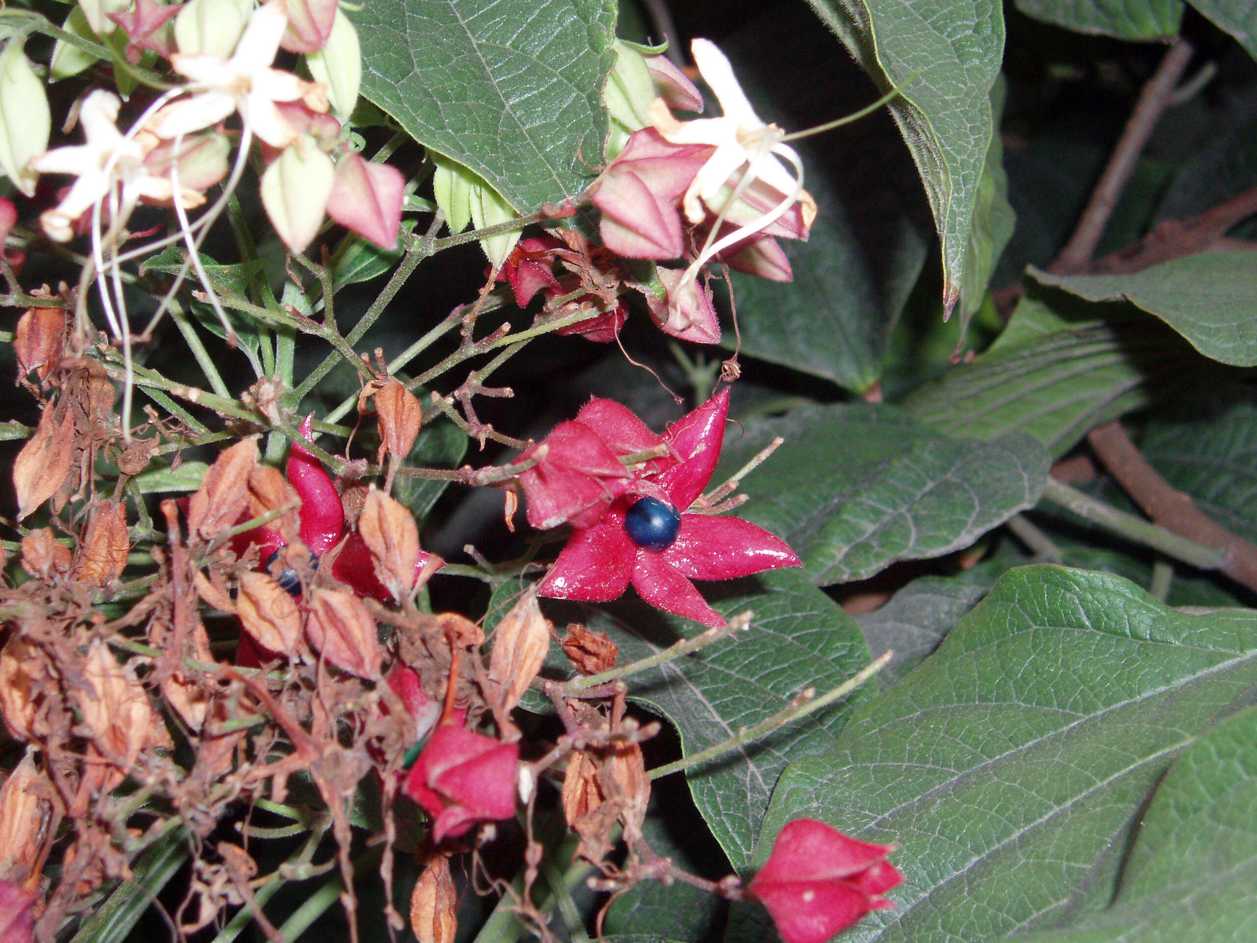 Imagem de Clerodendrum trichotomum Thunb.