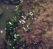 Image of Halimeda cuneata