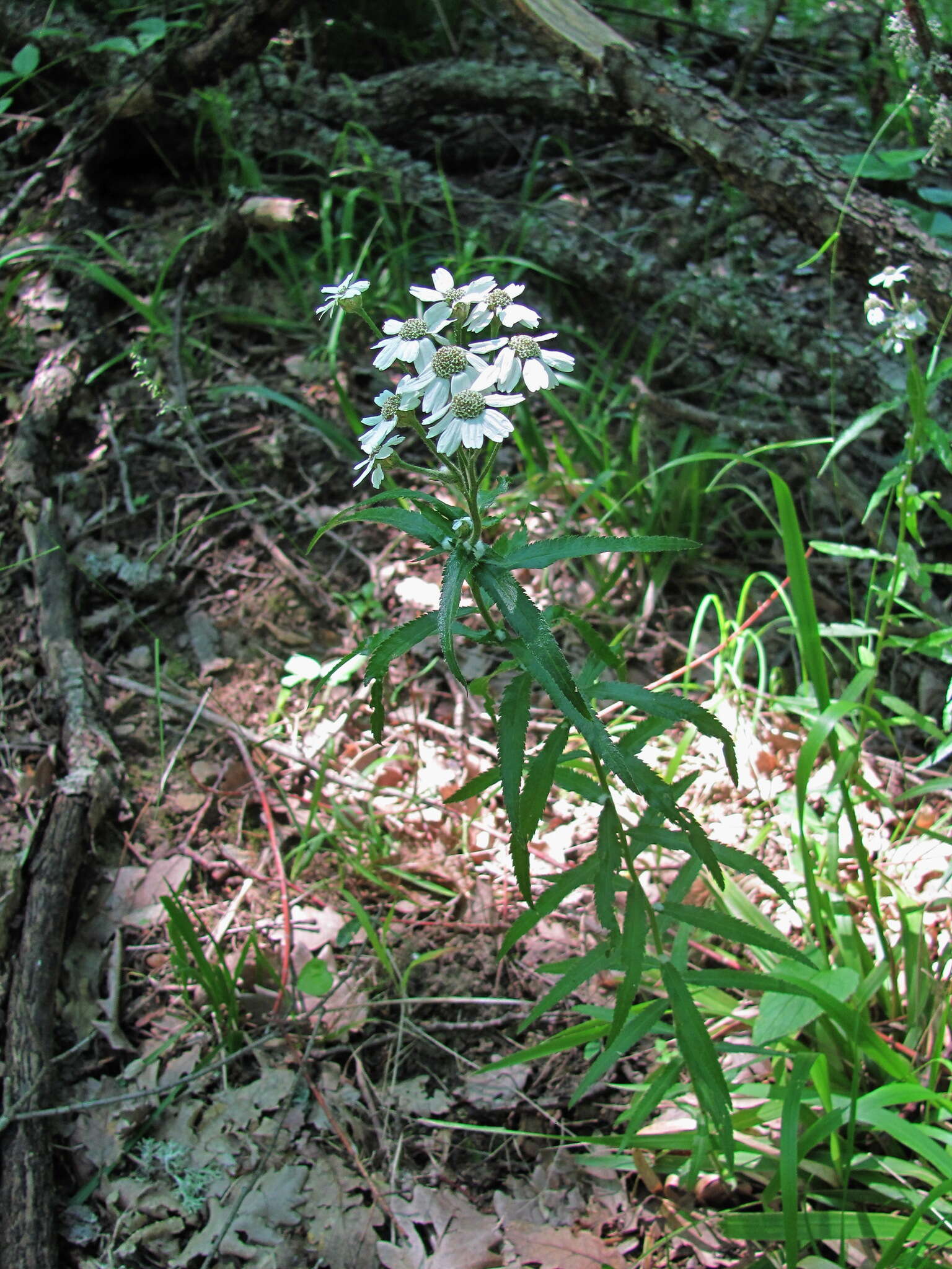 Image of Achillea biserrata M. Bieb.