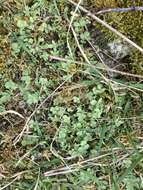 Image of Acaena buchananii Hook. fil.