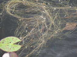 Image of Snail-Seed Pondweed