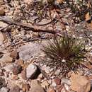 Image of Stylidium lineare Sw. ex Willd.