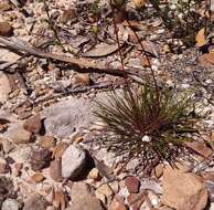 Image of Stylidium lineare Sw. ex Willd.