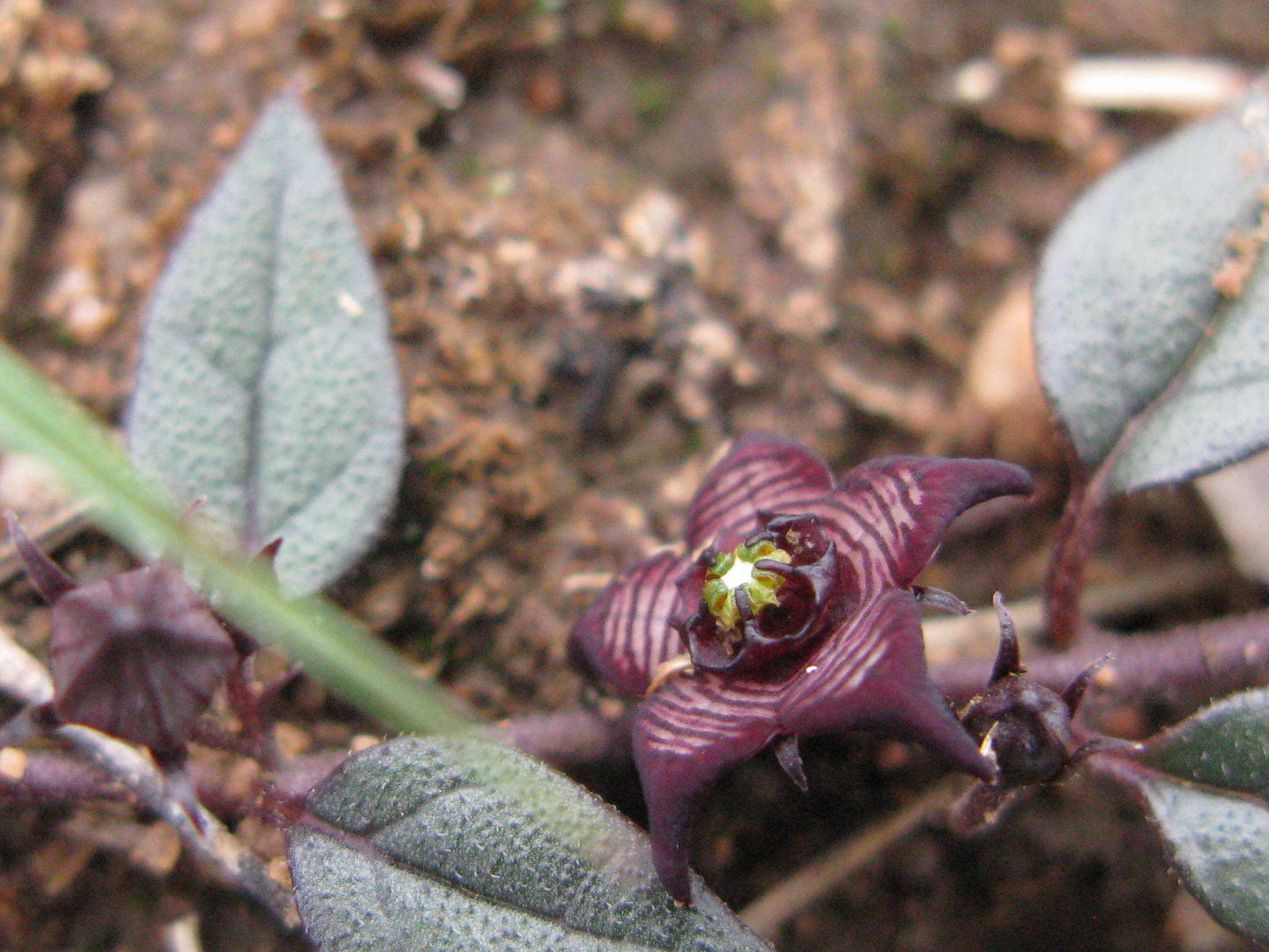 Image of Ceropegia pulchellior Bruyns