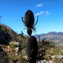 Sivun Leucadendron comosum subsp. comosum kuva