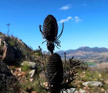 Plancia ëd Leucadendron comosum subsp. comosum