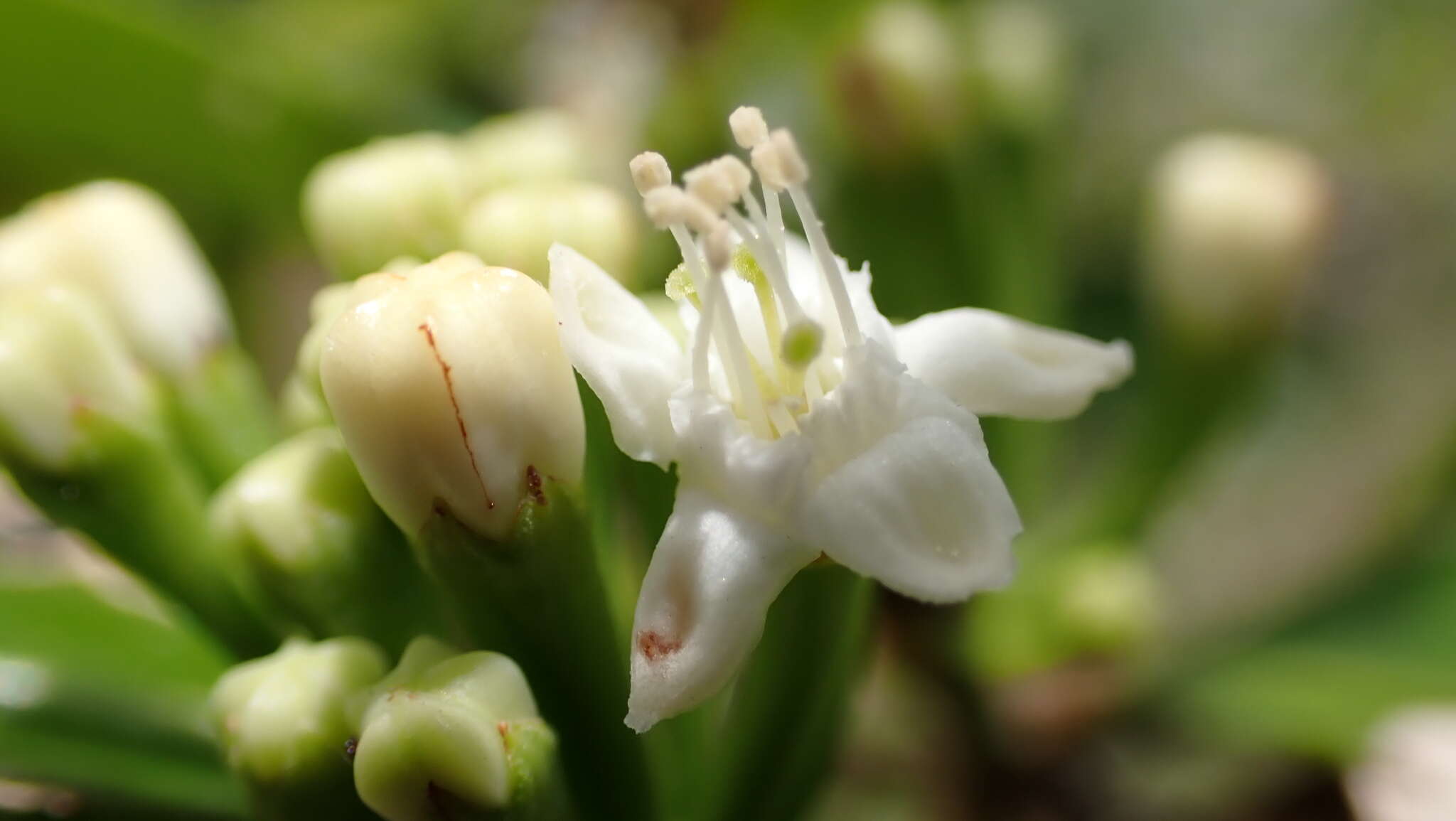 Image de Erythroxylum lanceum Boj.