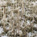 Achillea santolinoides subsp. wilhelmsii (K. Koch) Greuter resmi