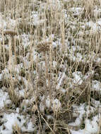 Achillea santolinoides subsp. wilhelmsii (K. Koch) Greuter的圖片