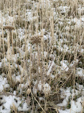 Image of Achillea santolinoides Lag.