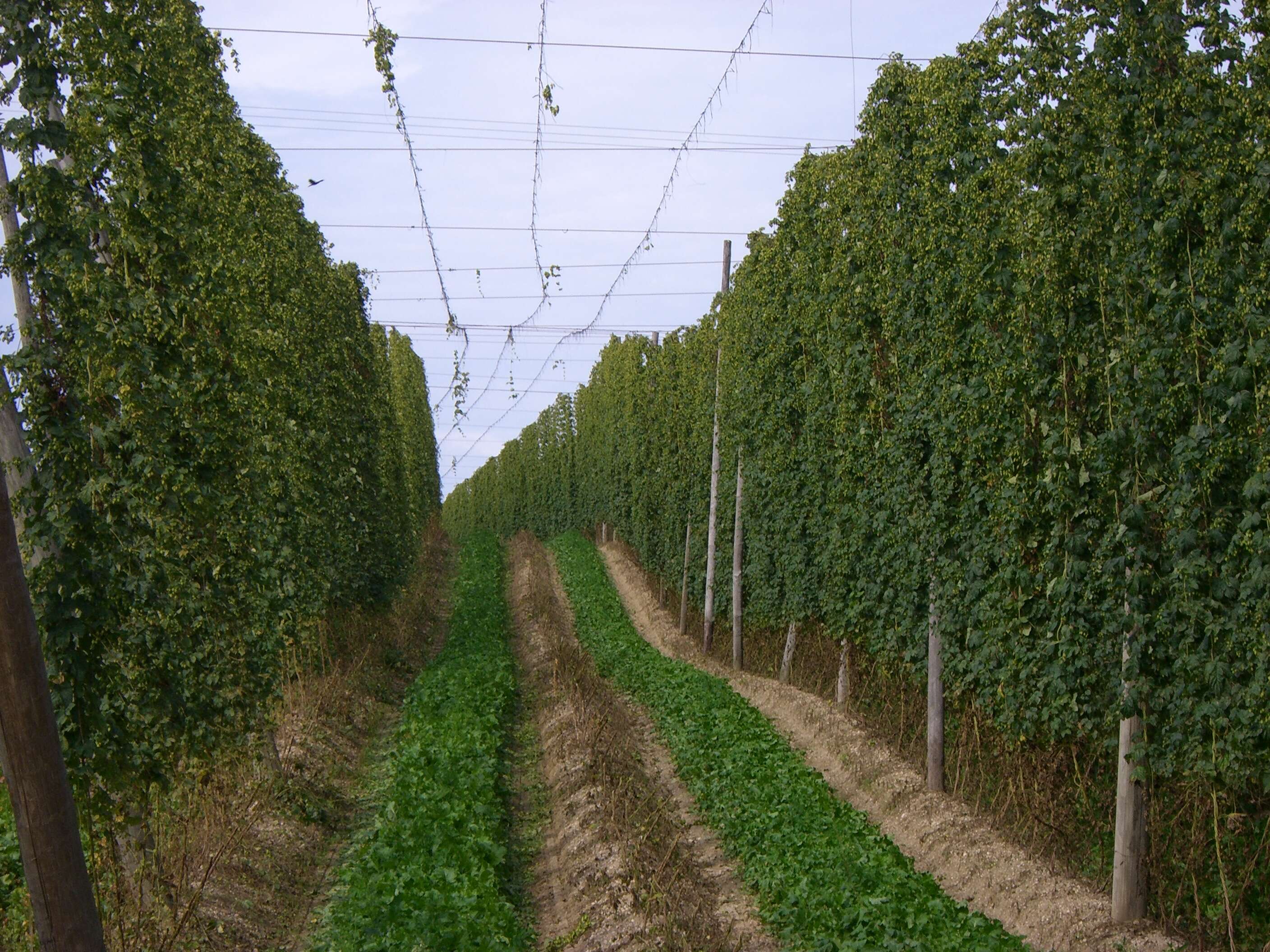 Image of common hop