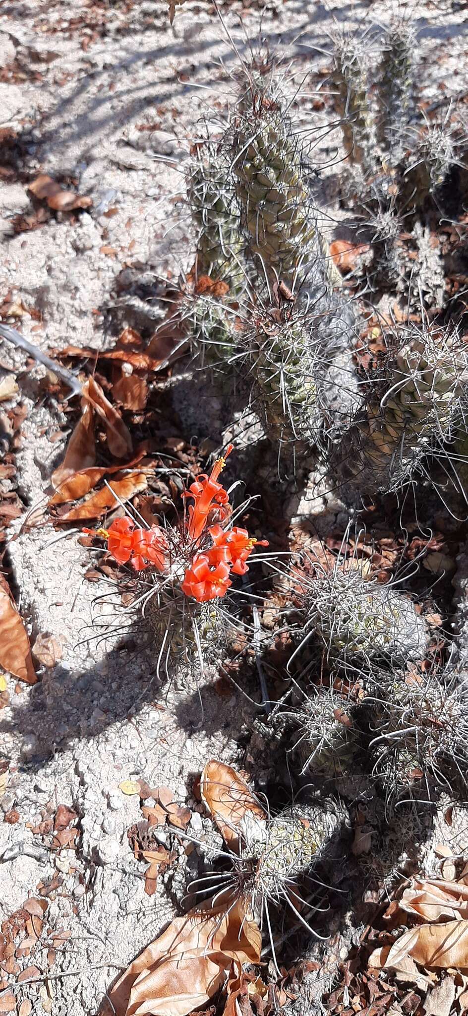 Imagem de Mammillaria poselgeri Hildm.