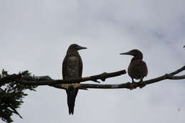 Image of Brown Booby