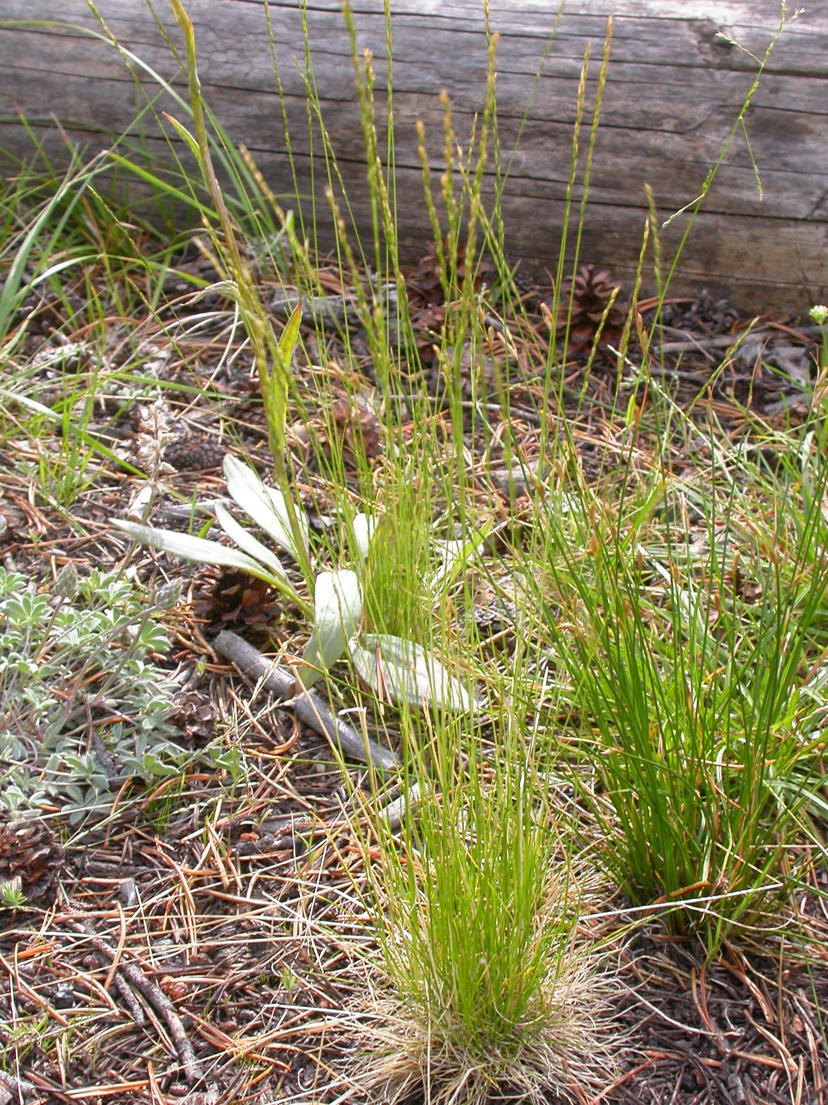 Deschampsia elongata (Hook.) Munro的圖片