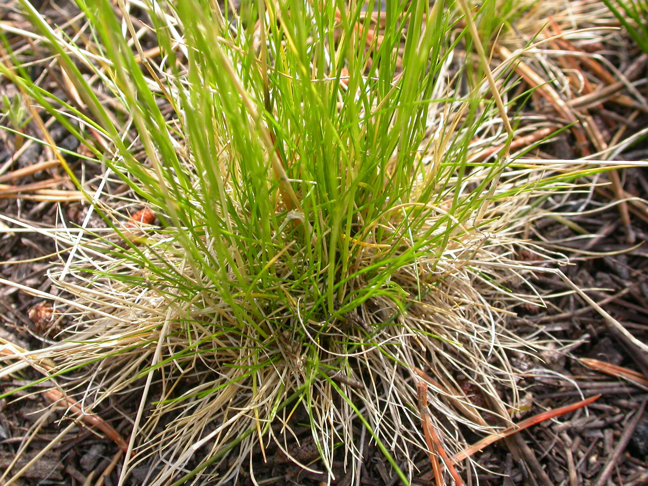 Deschampsia elongata (Hook.) Munro的圖片