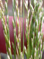 Deschampsia elongata (Hook.) Munro的圖片