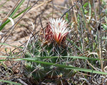 Image of Coryphantha clavata (Scheidw.) Backeb.