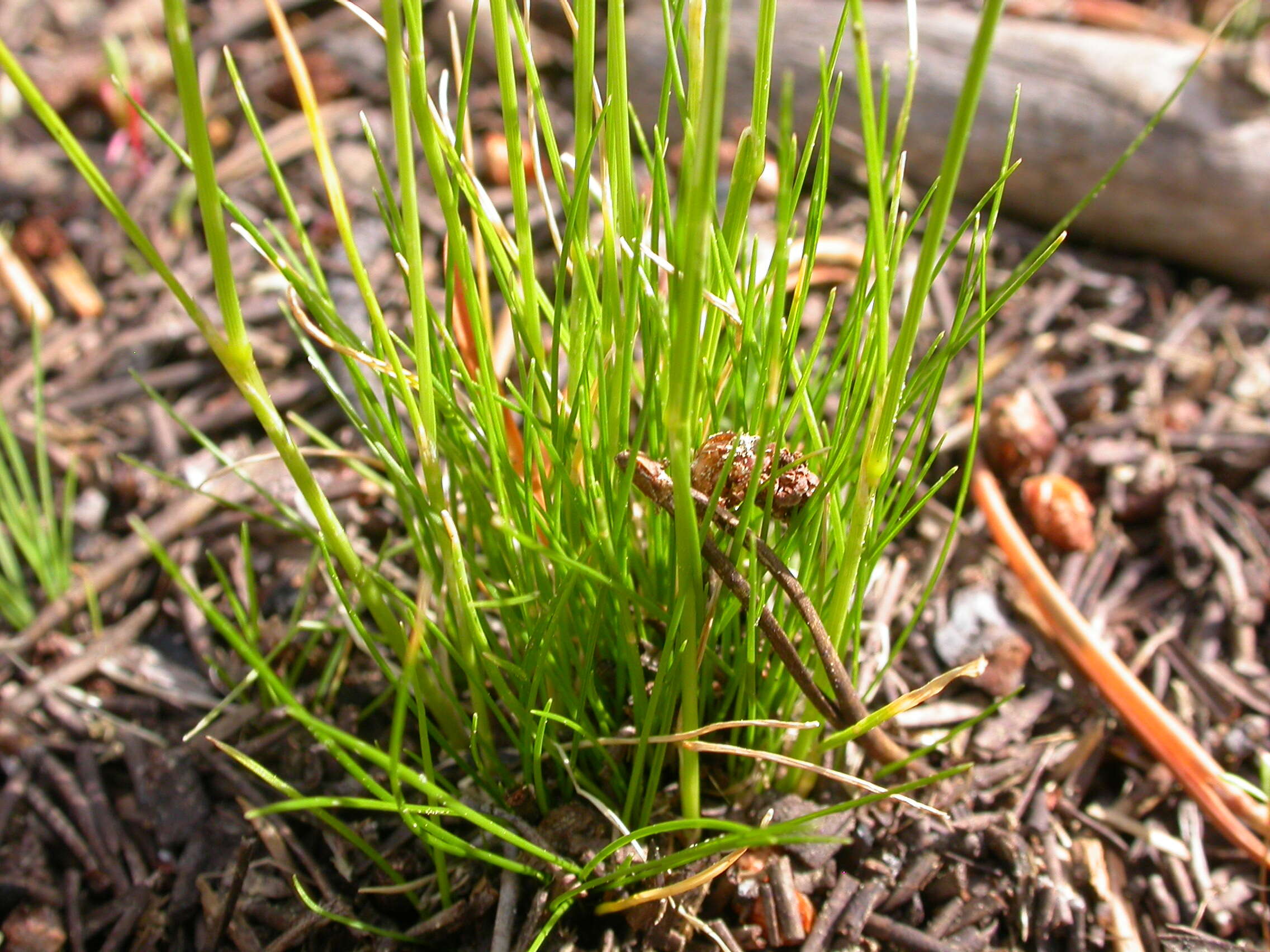 Deschampsia elongata (Hook.) Munro的圖片