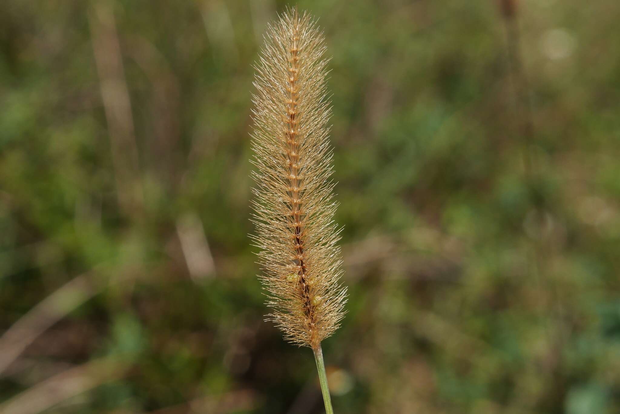 Image of Yellow Bristle Grass