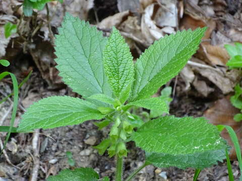 Plancia ëd Melittis melissophyllum subsp. melissophyllum