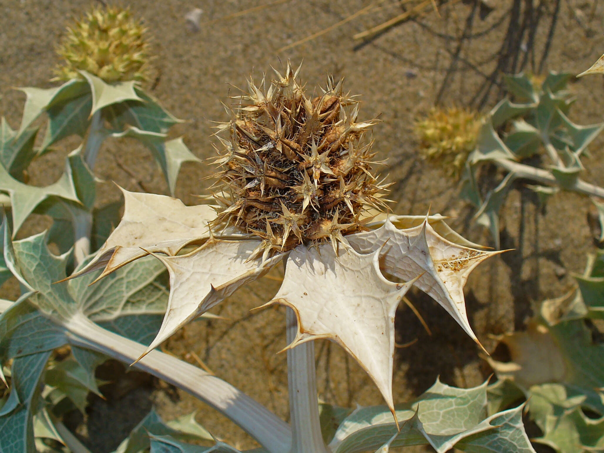 Image of sea-holly